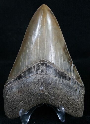 Beautiful Lower Megalodon Tooth #8371